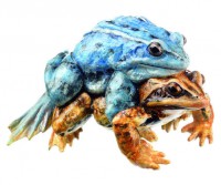 Moorfroschpaar im Amplex Moorfroschpaar im Amplex