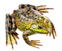 Amerikanischer Ochsenfrosch, Männchen Amerikanischer Ochsenfrosch, Männchen