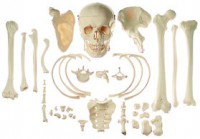 Sammlung typischer Knochen vom Menschen Sammlung typischer Knochen vom Menschen