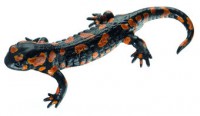 Gefleckter Feuersalamander, Männchen, rote Varietät Gefleckter Feuersalamander, Männchen, rote Varietät