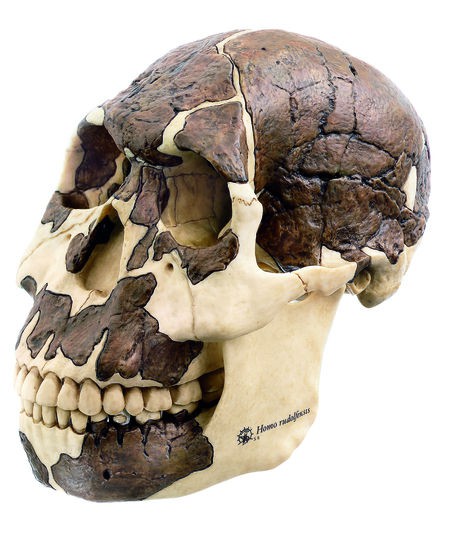 Schädelrekonstruktion von H. rudolfensis