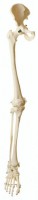Beinskelett mit halbem Becken Beinskelett mit halbem Becken