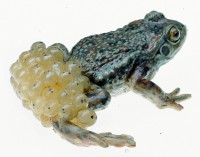 Geburtshelferkröte, Männchen mit Laich Geburtshelferkröte, Männchen mit Laich