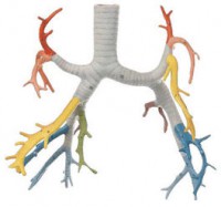 Bronchialbaum Bronchialbaum