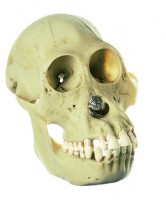 Orang-Utan-Schädel Orang-Utan-Schädel