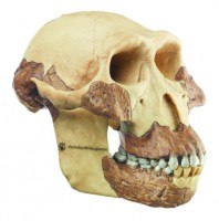 Schädelrekonstruktion von A. afarensis Schädelrekonstruktion von A. afarensis