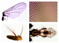 Die Stubenfliege (Musca domestica), 7 Mikropräparate Die Stubenfliege (Musca domestica), 7 Mikropräparate
