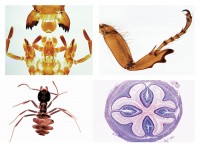 Insekten, Ergänzungsserie, 36 Präparate, Erweiterung von Serie 4300 Insekten, Ergänzungsserie, 36 Präparate, Erweiterung von Serie 4300