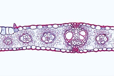 Mikropräparat Zea mays, Mais, monokotyles Blatt vom Gramineentyp, quer. Blasenzellen