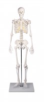 Miniatur Skelett Miniatur Skelett