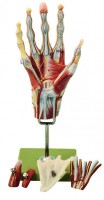 Muskelhand mit Unterarmansatz Muskelhand mit Unterarmansatz