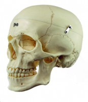 Künstlicher Homo-Schädel Künstlicher Homo-Schädel