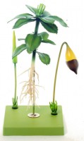 Sternmoos, Gametophyt mit Sporophyt Sternmoos, Gametophyt mit Sporophyt
