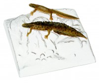 Teichmolch, Männchen und Weibchen in Wassertracht Teichmolch, Männchen und Weibchen in Wassertracht