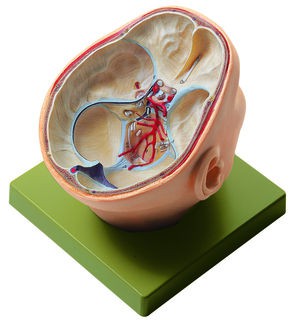 Situs der Schädelbasis