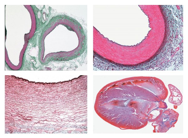 Histologie. Kreislaufsystem, 8 Mikropräparate