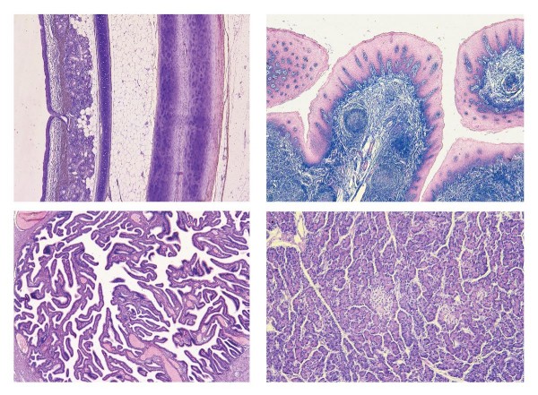 Histologie Mikropräparate