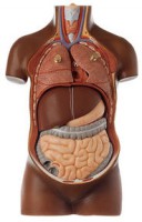 Jünglingskleintorso ohne Kopf Jünglingskleintorso ohne Kopf