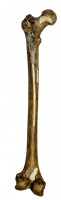 Oberschenkelrekonstruktion von Homo erectus (Trinil 3) Oberschenkelrekonstruktion von Homo erectus (Trinil 3)