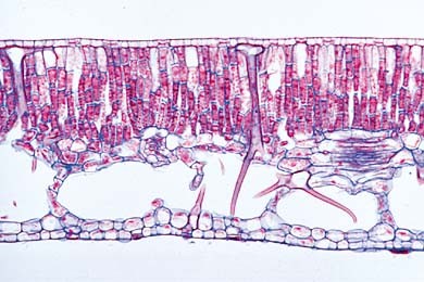 Mikropräparat Nymphaea, Seerose, Schwimmblatt quer