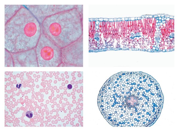 Serie I. Zelle, Gewebe und Organe, 13 Mikropräparate