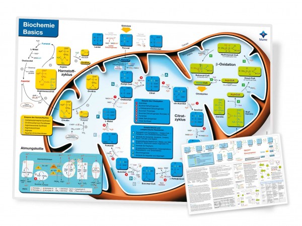 Lerntafel Biochemie