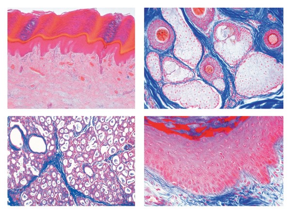 Histologie. Haut, 10 Mikropräparate