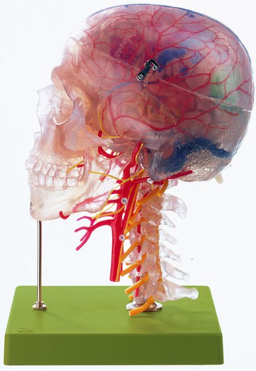 Neuroanatomie-Kopfmodell
