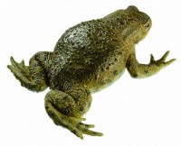 Erdkröte, Weibchen Erdkröte, Weibchen