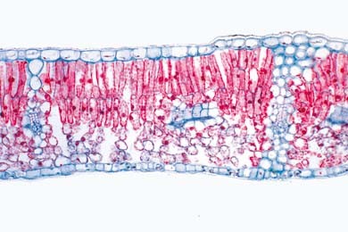 Mikropräparat Syringa, Flieder, typisches dikotyles Blatt quer. Epidermis, Palisadenparenchym, Schwa