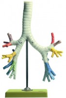 Bronchialbaum Bronchialbaum