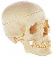 Künstlicher Homo-Schädel, Somso Künstlicher Homo-Schädel, Somso