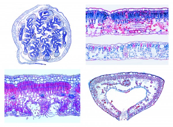 Mikropräparateserie Blütenpflanzen. Das Blatt, 15 Präparate