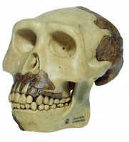Schädelrekonstruktion von Homo erectus Schädelrekonstruktion von Homo erectus