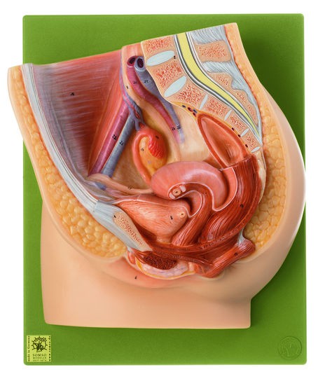 Medianschnitt des weiblichen Beckens, Somso Modell
