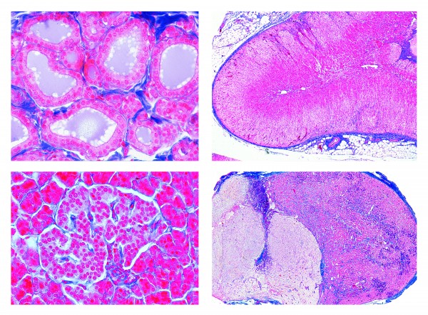 Histologie, Hormonorgane, 6 Mikropräparate