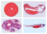 Entwicklung des Froschembryos (Rana sp.), 10 Mikropräparate Entwicklung des Froschembryos (Rana sp.), 10 Mikropräparate