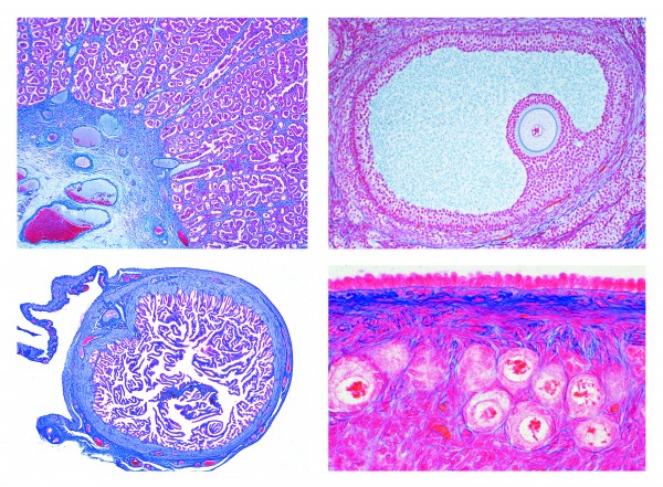 Histologie. Weibliche Geschlechtsorgane, 10 Mikropräparate