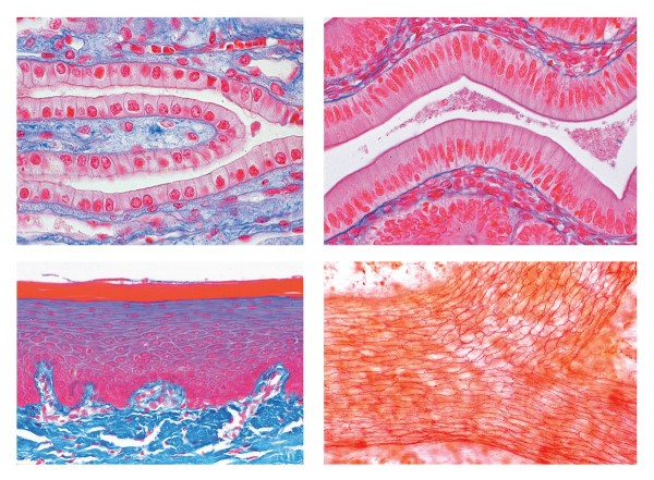 Histologie. Decewebe, 10 Mikropräparate