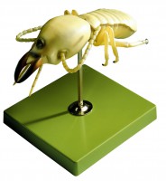 Termite Termite