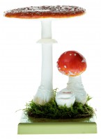 Fliegenpilz, Somso Modell Fliegenpilz, Somso Modell