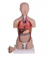 Torso Torso