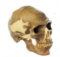 Schädelrekonstruktion von Homo sapiens Schädelrekonstruktion von Homo sapiens