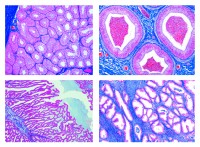 Histologie. Männliche Geschlechtsorgane, 7 Mikropräparate Histologie. Männliche Geschlechtsorgane, 7 Mikropräparate