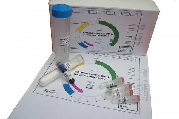 Gel Elektrophorese