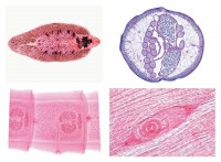 Parasitologie Parasitologie