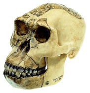 Schädelrekonstruktion von Homo habilis (O.H. 24)