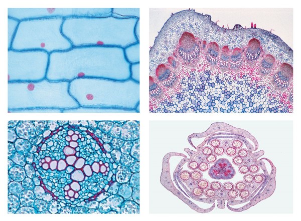 Blütenpflanzen (Phanerogamae), Grundserie, 25 Mikropräparate