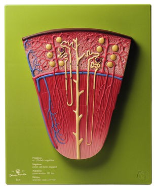 Nephron