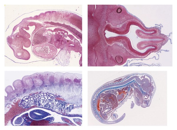 Entwicklung des Schweineembryos (Sus scrofa), 10 Mikropräparate